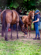 KS300622-37 - Cupboard Love & foal by Territories